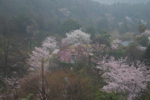 20150402雨の日も杜の遊歩道　桜編